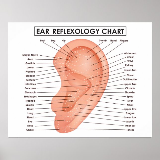 Pôster Gráfico de Reflexologia Auricular de 20" x 16", Po (Frente)