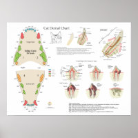 Gráfico Dental Veterinário de Dentes de Gato