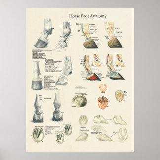 Pôster Gráfico Mais Rápido Da Anatomia Da Perna Do Pé Do 