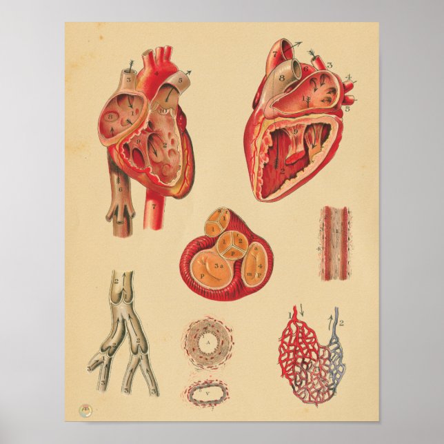 Poster Gráfico Médico de Anatomia das Artérias Cardíacas  (Frente)