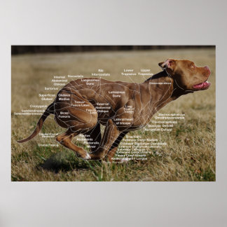 Poster Gráfico Muscular Canino