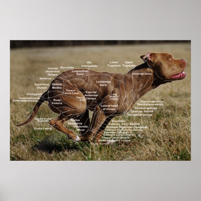 Poster Gráfico Muscular Canino (Frente)