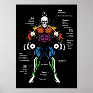 Poster Gráfico Muscular, Diagrama Anatômico - Formação De