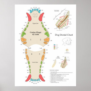 Poster Gráfico Odontológico Veterinário Canino