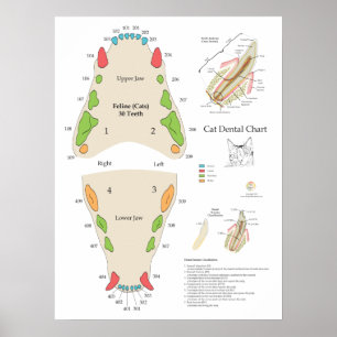 Poster Gráfico Odontológico Veterinário de Gatos