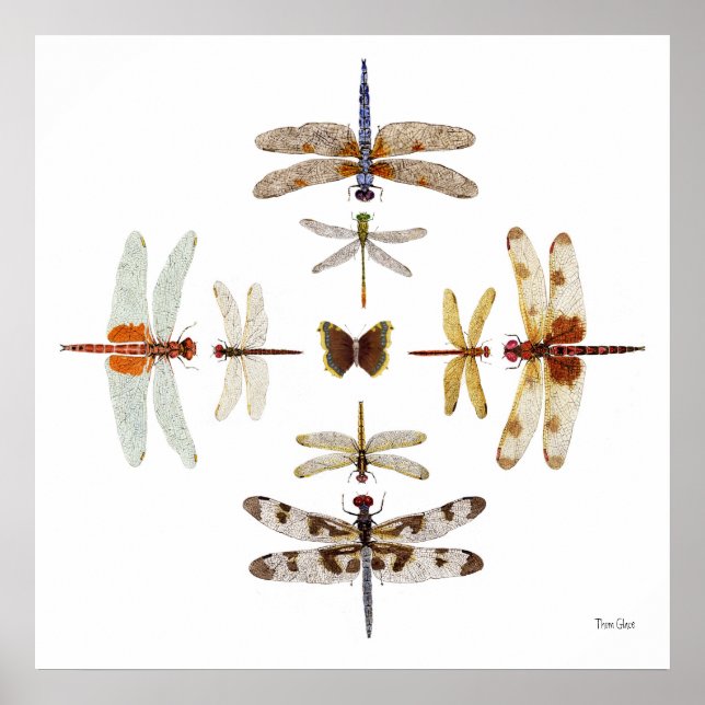 Pôster Gráficos Dragonfly Bullseye (Frente)