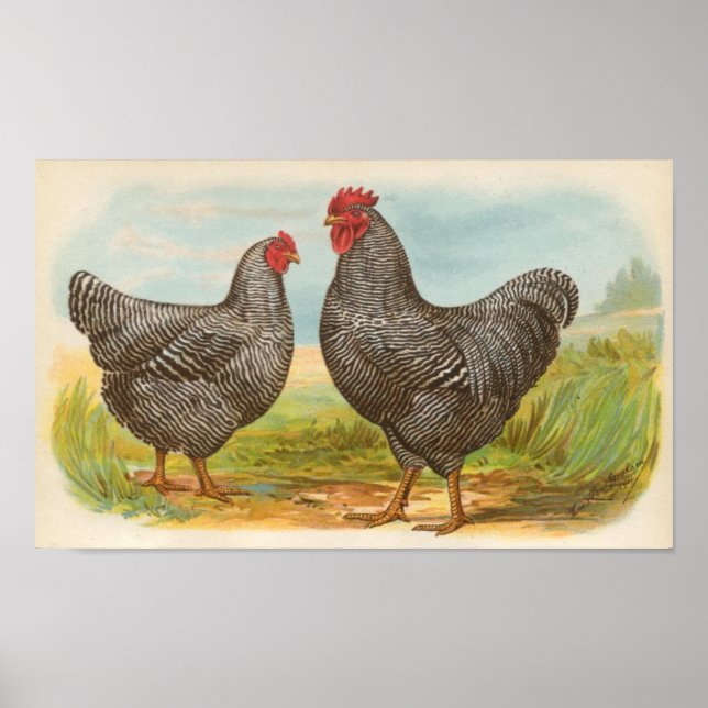 Poster Graham - Barred Plymouth Rocks Chickens Folio (Frente)