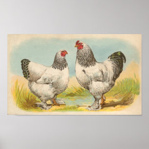Poster Graham - Portfólio Light Brahma Chickens