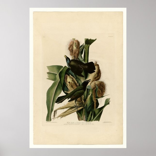 Pôster Grakle Roxo (Frente)