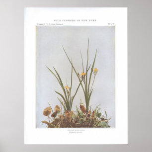 Pôster Grama de estrela amarela - Hypoxis hirsuta
