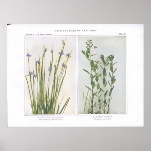 Pôster Grama de olhos azuis aguçado & Toadflax bastardo