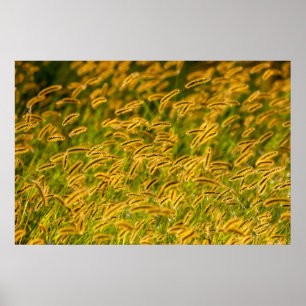 Poster Grama de Outono