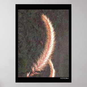 Poster - grama decorativa Seedhead