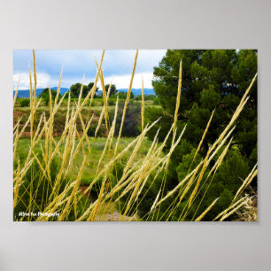 Poster Grama Selvagem do Campo