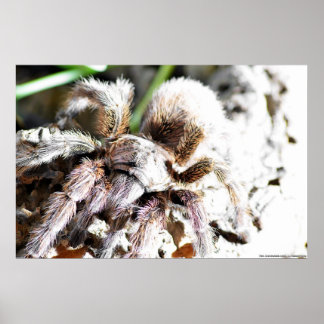 Pôster Grammostola rosea