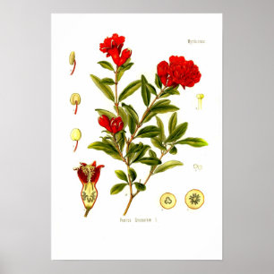 Poster Granata do Punica (romã)