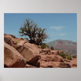Poster Grand Canyon Shrub
