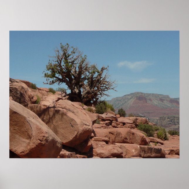Poster Grand Canyon Shrub (Frente)
