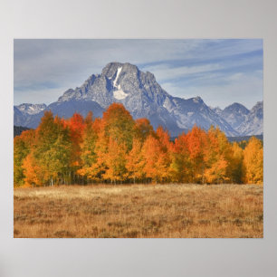 Poster Grand Teton NP, Mount Moran e aspen