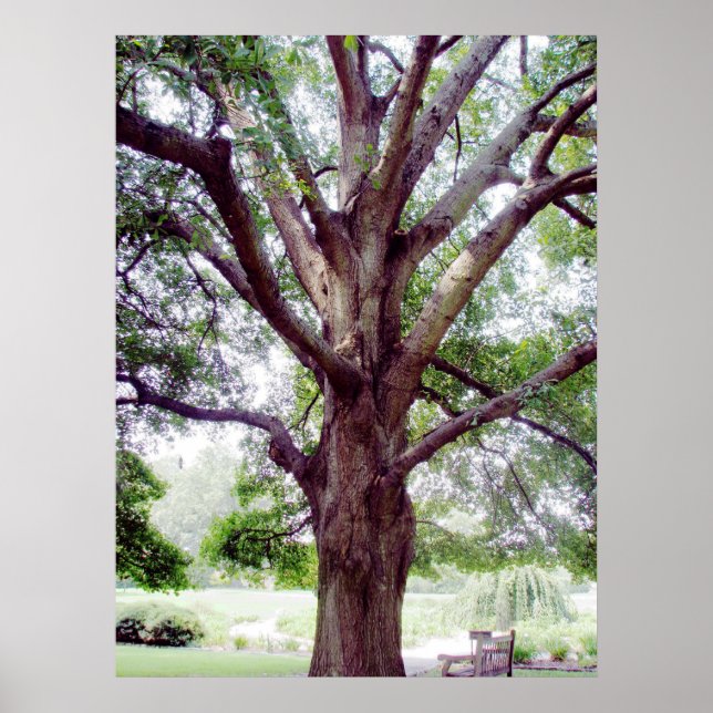 Pôster Grande1 (Frente)