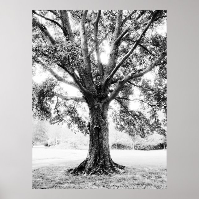 Pôster Grande2 (Frente)