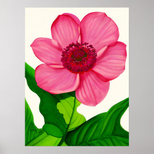 Poster Grande Anêmona Rosa com Folhas Verde Esmeraldas