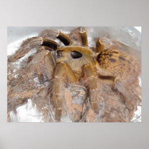 Pôster Grande aranha do babuíno do chifre