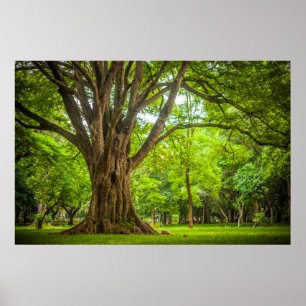 Poster Grande árvore no parque