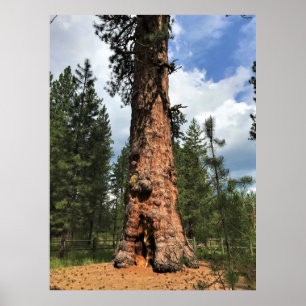 Poster Grande Árvore Vermelha, La Pine, OU
