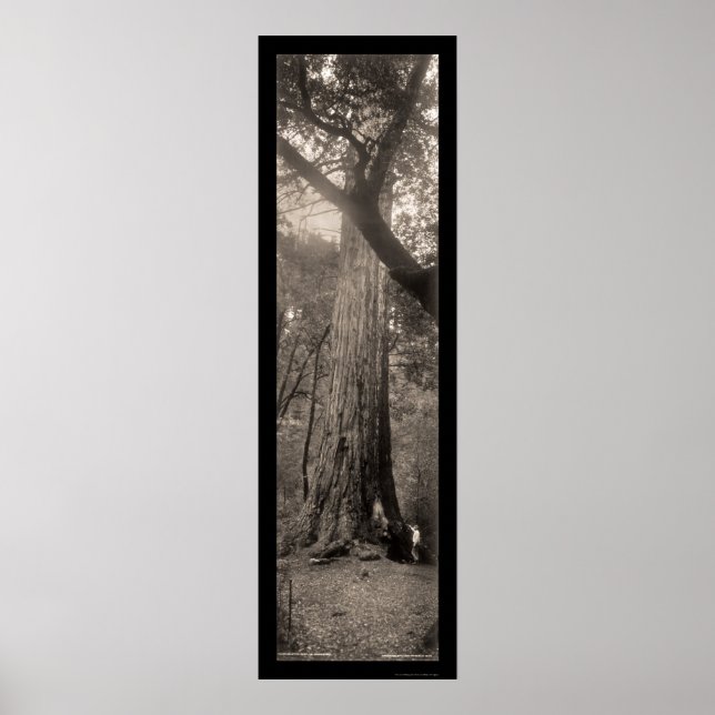 Poster Grande Bacia Redwood Tree Foto 1907 (Frente)