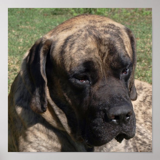Poster Grande Cabeça de Cão Retrato Inglês Mastiff (Frente)