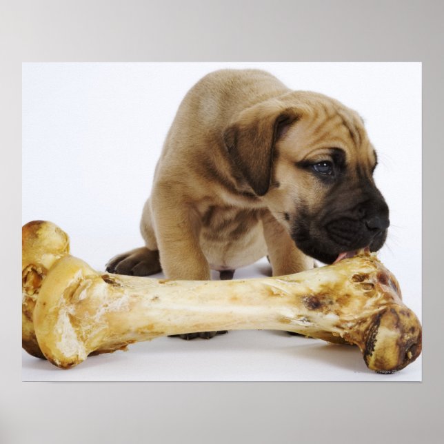 Poster Grande cachorrinho de Dane com osso em estúdio (Frente)