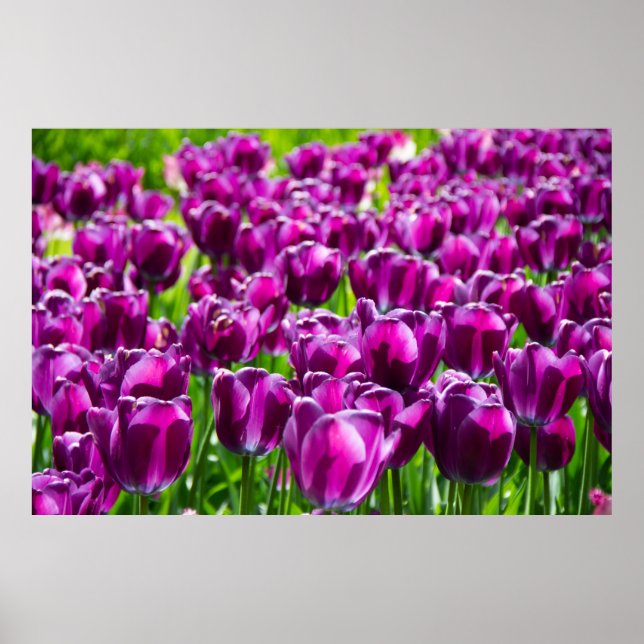 Poster Grande campo de tulipas roxas (Frente)