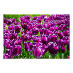 Pôster Grande campo de tulipas roxas poster