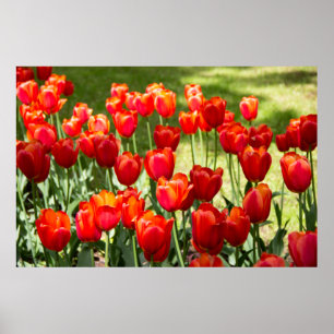 Poster Grande campo de tulipas vermelhas