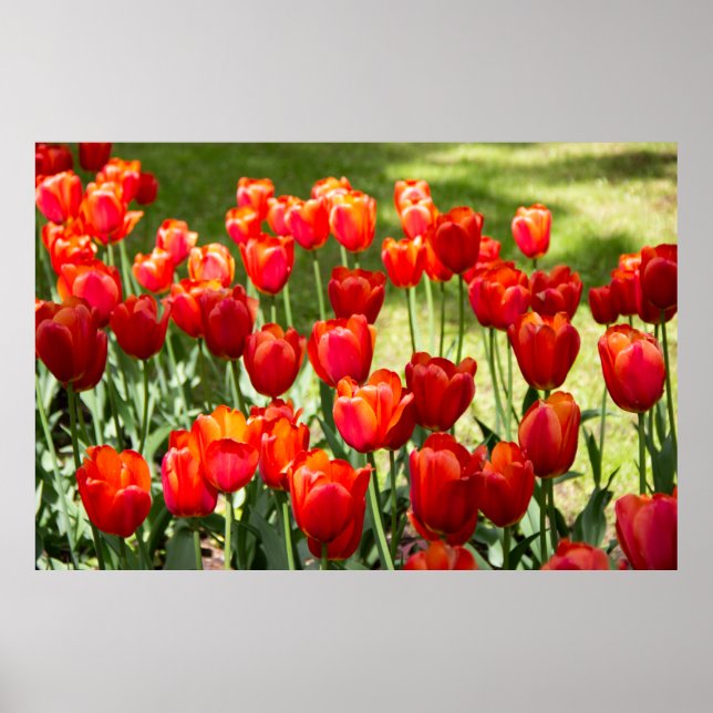 Poster Grande campo de tulipas vermelhas (Frente)