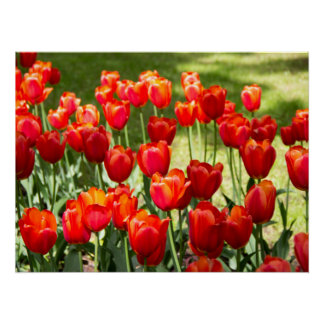 Pôster Grande campo de tulipas vermelhas