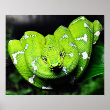 Grande canvas verde-cobra