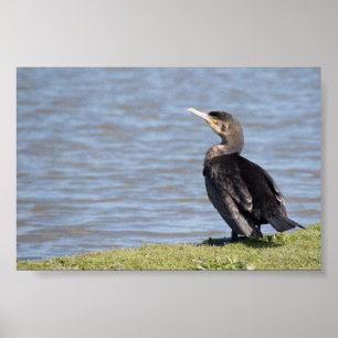 Poster Grande Cormorant