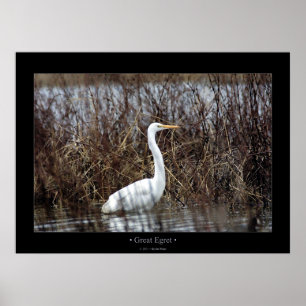 Pôster Grande Egret