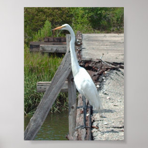 Poster Grande Egret