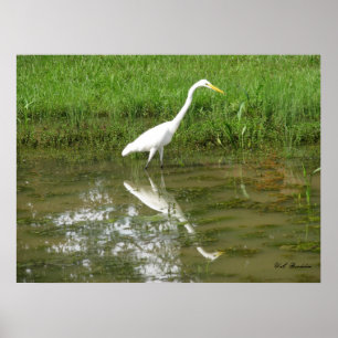 Poster Grande Egret branco