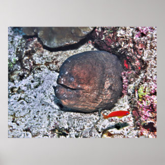 Poster Grande Enguia Feia