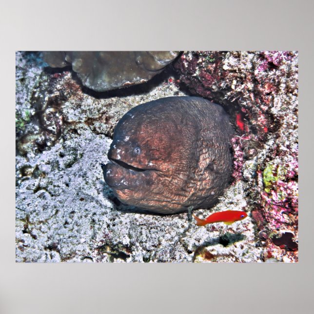 Poster Grande Enguia Feia (Frente)