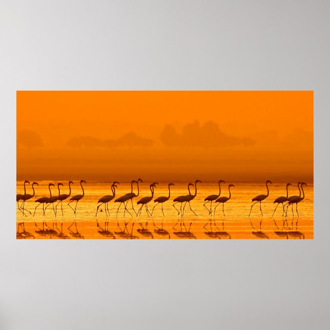 Poster Grande Flamingo (Phoenicopterus roseu) andando (Frente)