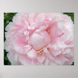 Pôster Grande flor cor-de-rosa da peônia