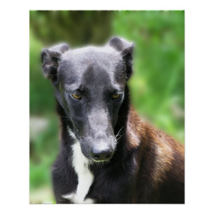 Pôster Grande Foto de Cachorro Whippet Preto