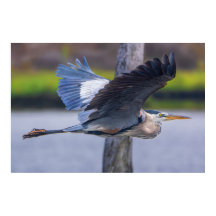 Grande Fotografia de Voo da Garça Azul