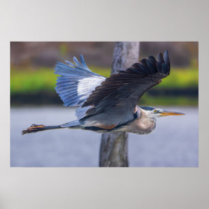 Poster Grande Garça Azul em Voo Impresso Arte de Aves d