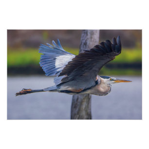 Pôster Grande Garça Azul Voo Arte de Parede   Vida Selvag